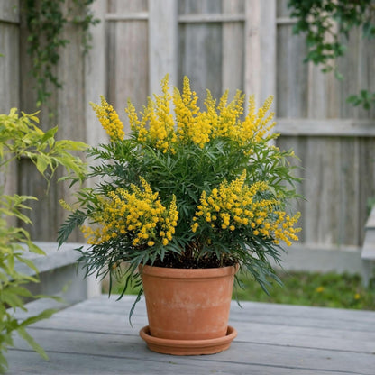 Mahonia Sin Espinas - 4 Pzs - Mahonia Eurybracteata - Altura 30-40cm - ⌀13cm_1