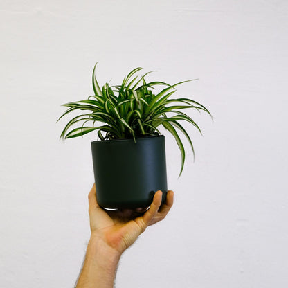 Malamadre - 6 Pzs - Chlorophytum Comosum 'atlantic' - Altura 25-40cm - ⌀12cm_1