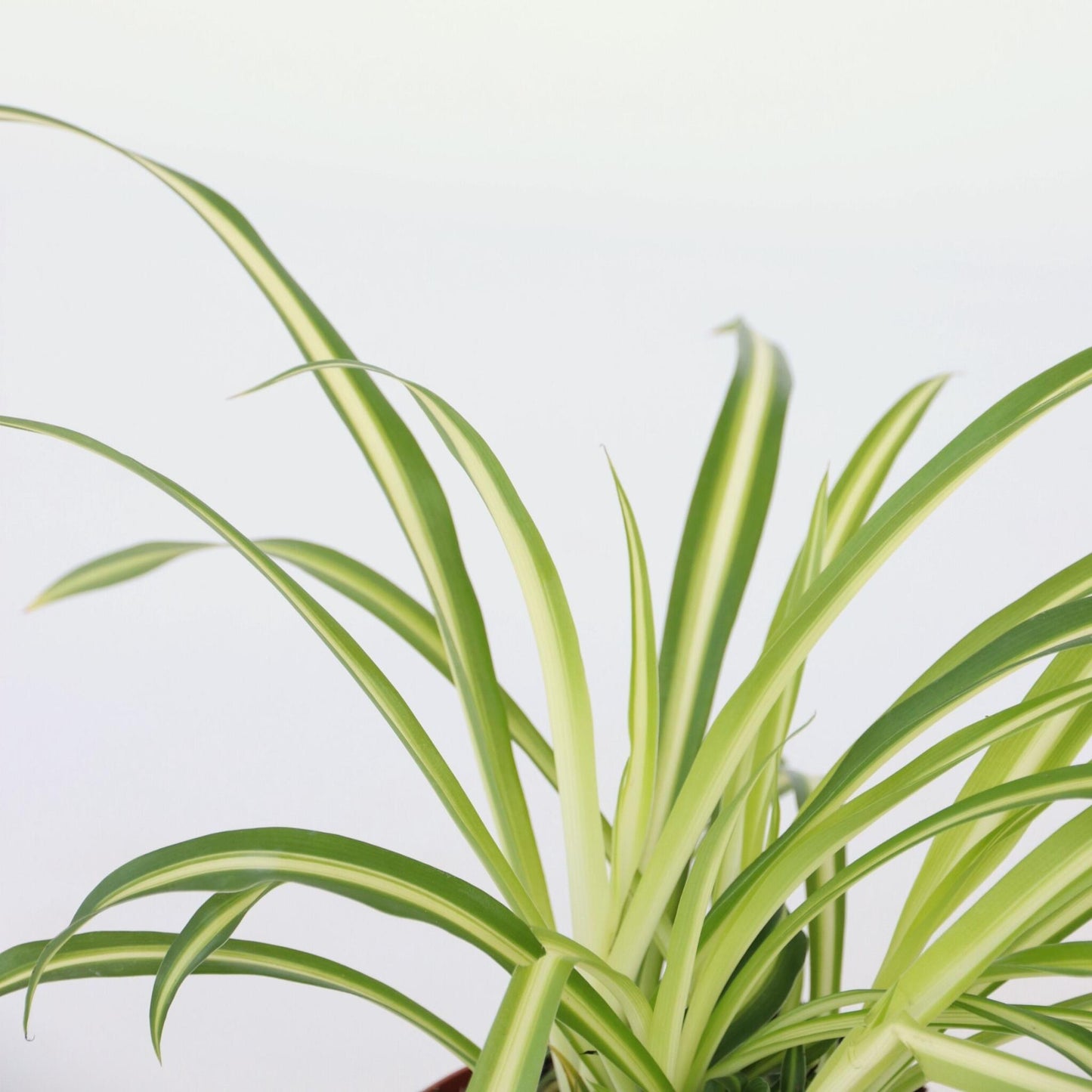 Malamadre - 6 Pzs - Chlorophytum Comosum 'atlantic' - Altura 25-40cm - ⌀12cm_3