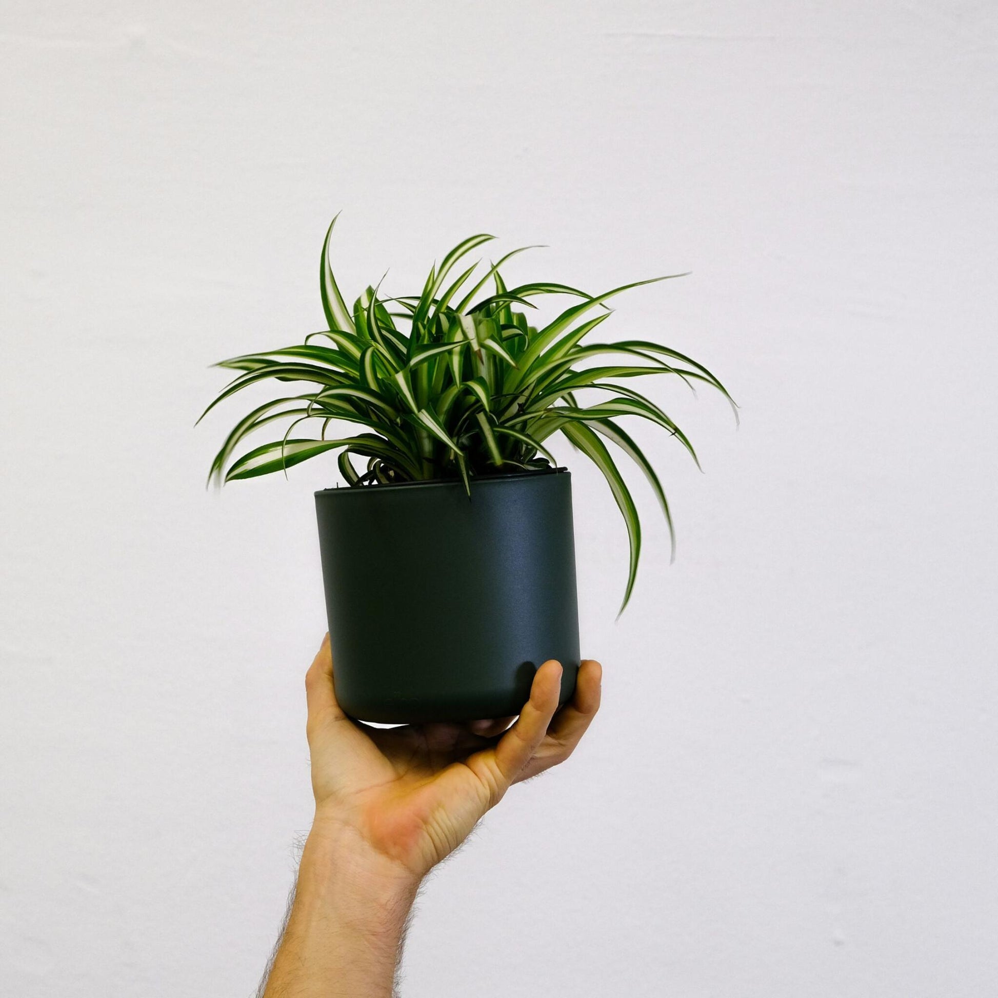 Malamadre - Chlorophytum Comosum 'atlantic' - Altura 25-40cm - ⌀12cm_1