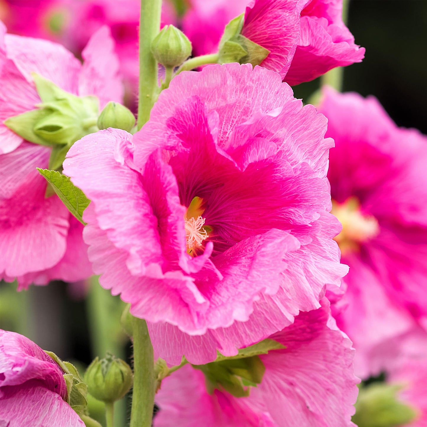 Malva De La Reina - 3 Pzs - Alcea Rosea - Altura 25-40cm - ⌀9cm_3