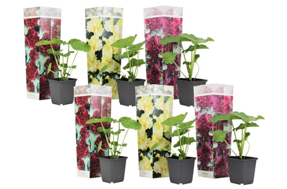 Malva De La Reina - 6 Pzs - Alcea Rosea - Altura 25-40cm - ⌀9cm_0
