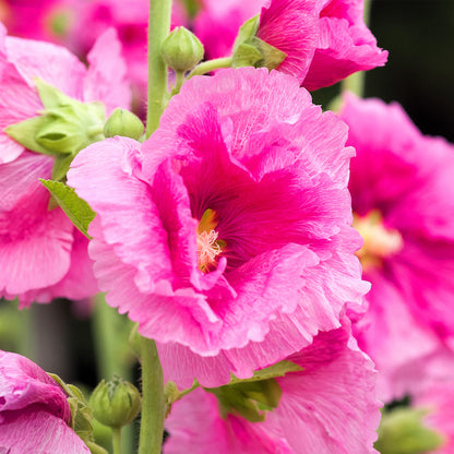 Malva De La Reina - 6 Pzs - Alcea Rosea - Altura 25-40cm - ⌀9cm_3