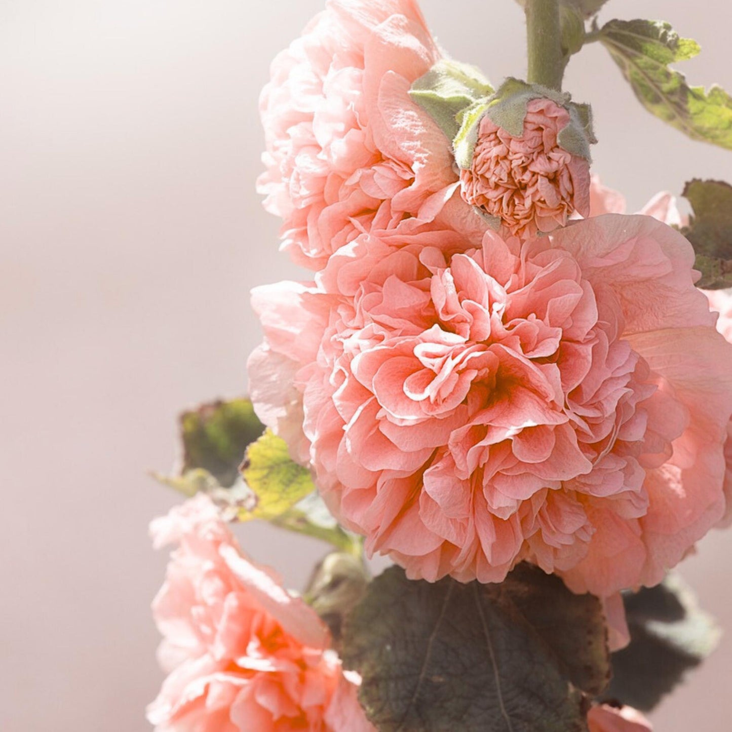 Malva De La Reina - 6 Pzs - Alcea Rosea 'peaches 'n Dreams' - Cepellones - Rosa_3