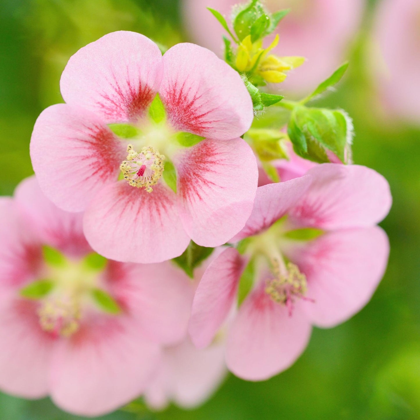 Malva Del Cabo - 3 Pzs - Anisodontea Capensis 'el Rayo' - Altura 25-40cm - ⌀9cm_3
