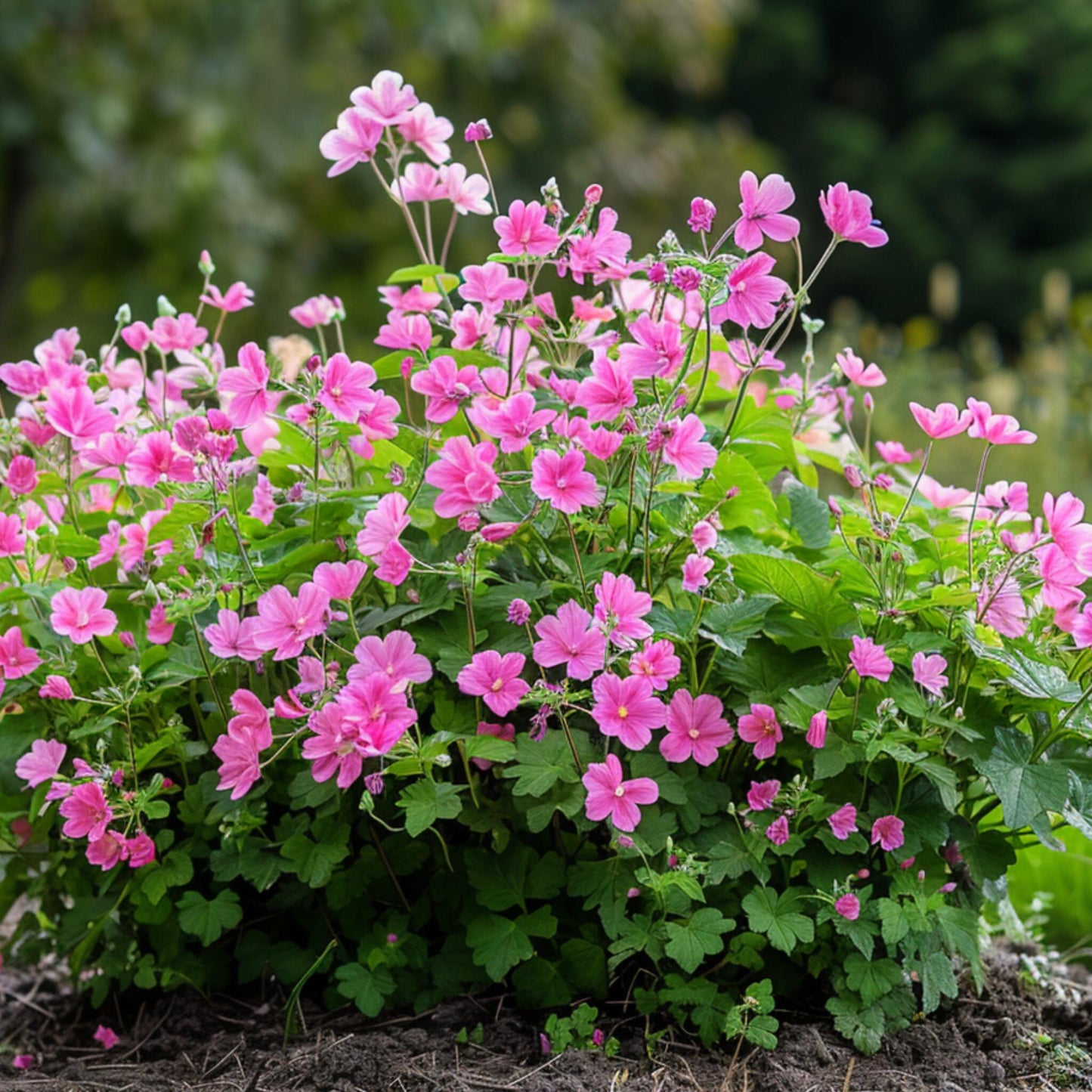 Malva Del Cabo - 3 Pzs - Anisodontea Capensis 'el Rayo' - Altura 25-40cm - ⌀9cm_4