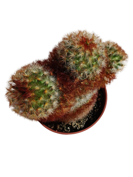 Mammillaria Carmenae Planta Suculenta Natural Ø8_0