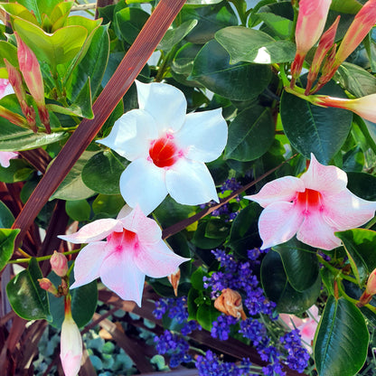 Mandevilla - 3 Pzs - Dipladenia Sanderii 'rio Mix' - Altura 25-40cm - ⌀9cm_3