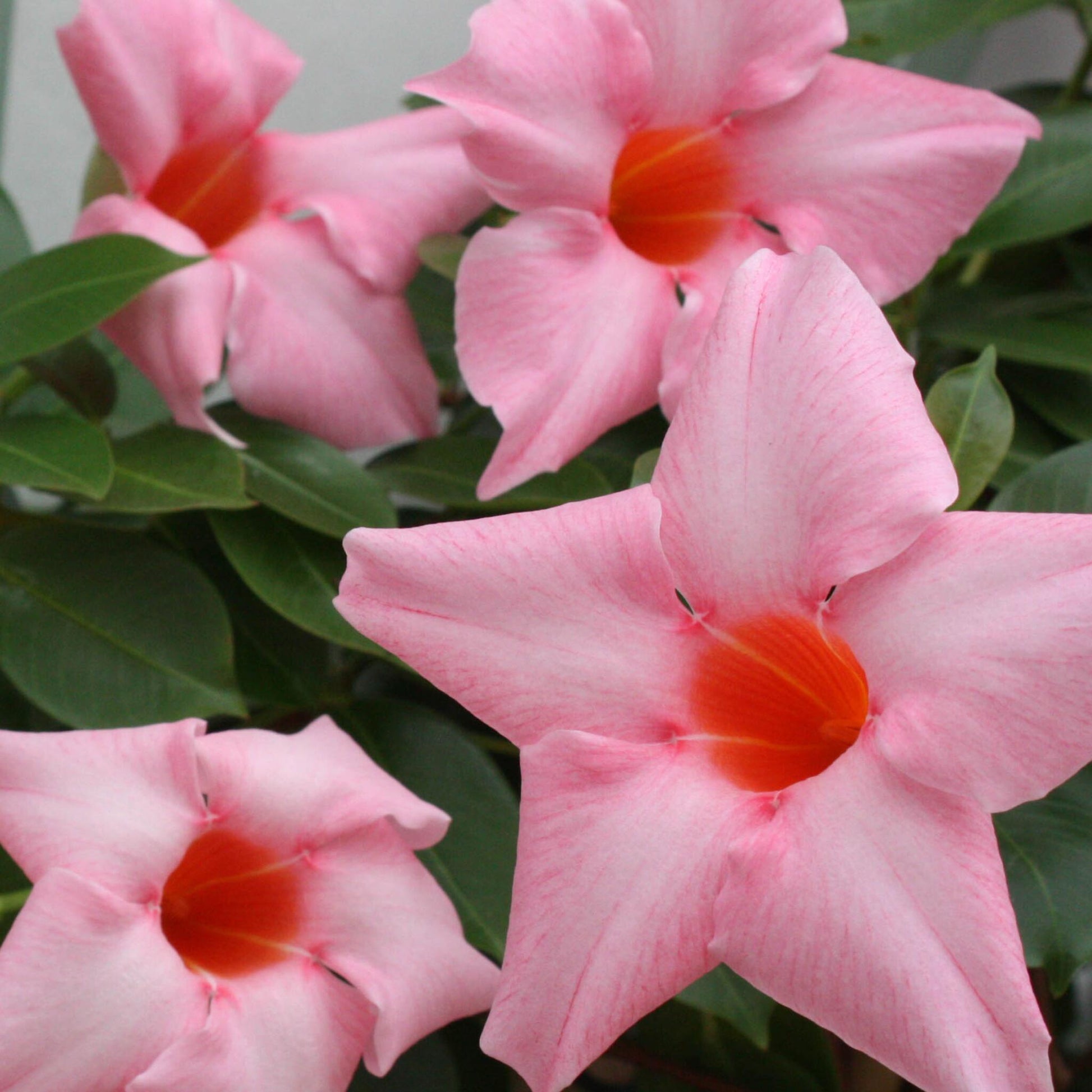 Mandevilla - 3 Pzs - Dipladenia Sanderii 'rio Pink' - Altura 25-40cm - ⌀9cm_3