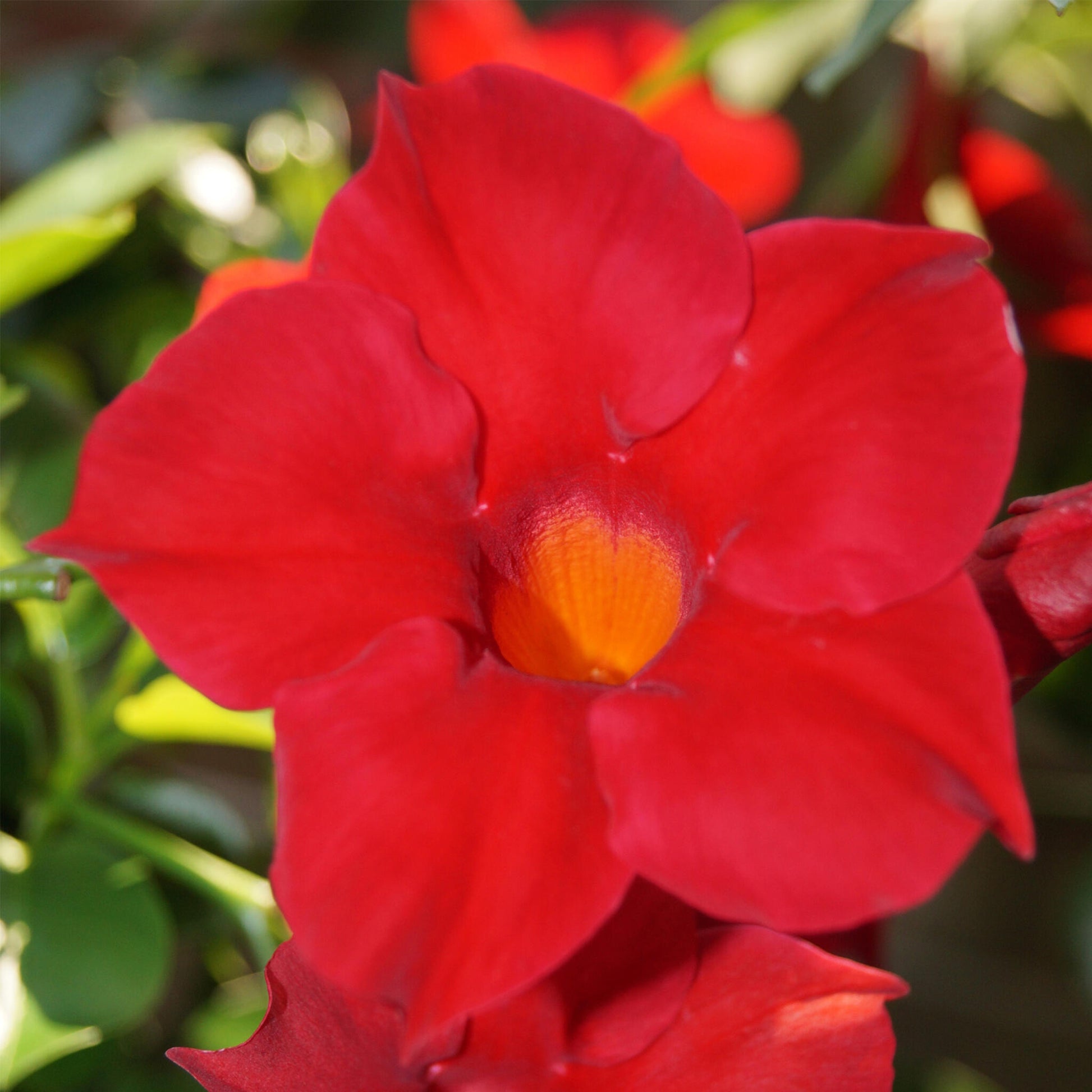 Mandevilla - 3 Pzs - Dipladenia Sanderii 'rio Red' - Altura 25-40cm - ⌀9cm_3