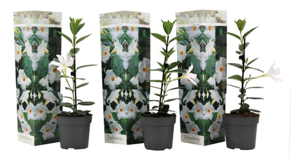 Mandevilla - 3 Pzs - Dipladenia Sanderii 'rio White' - Altura 25-40cm - ⌀9cm_0