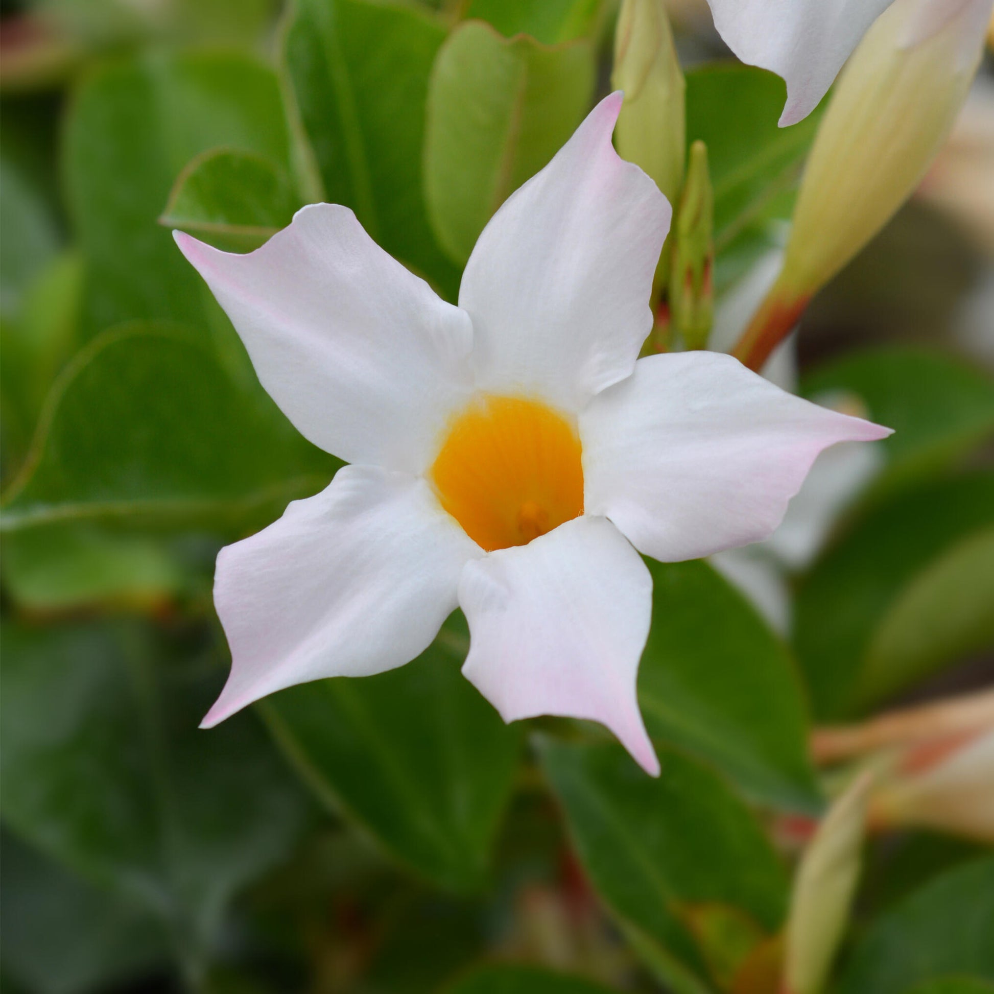 Mandevilla - 3 Pzs - Dipladenia Sanderii 'rio White' - Altura 25-40cm - ⌀9cm_3