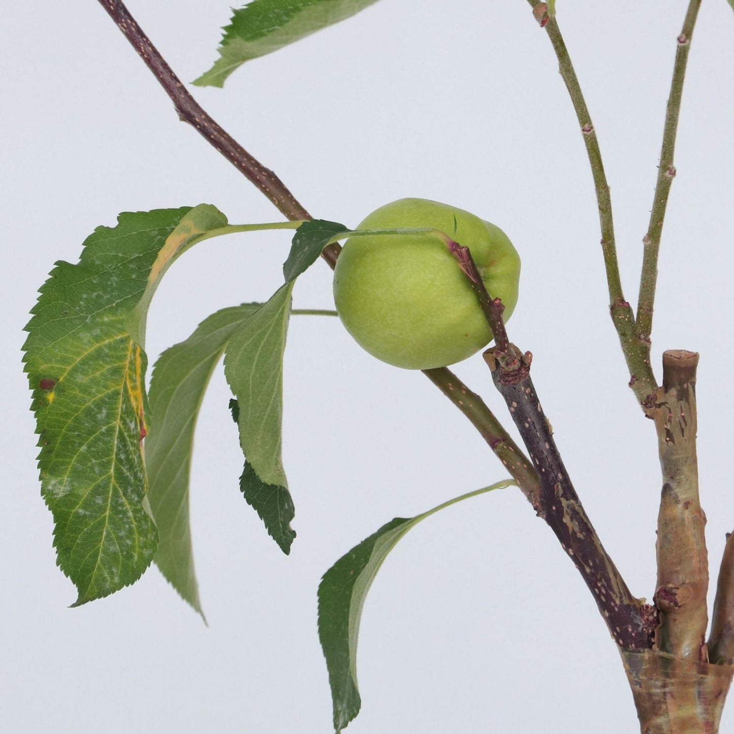 Manzano - 2 Pzs - Malus - Altura 60-70cm - ⌀17cm_3