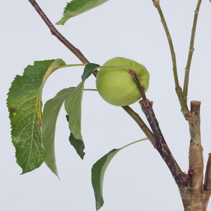 Manzano - 2 Pzs - Malus - Altura 60-70cm - ⌀17cm_3