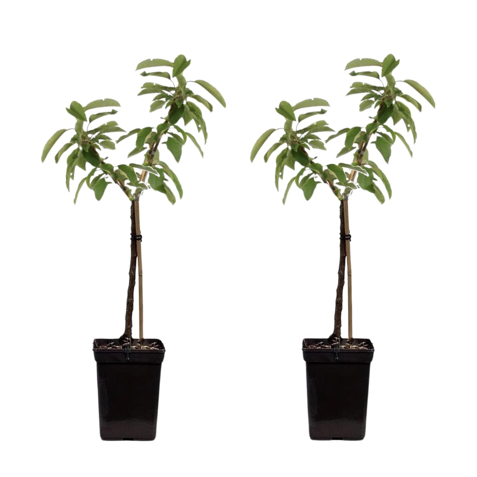 Manzano - 2 Pzs - Malus - Altura 60-80cm - ⌀15cm_0