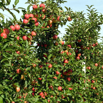 Manzano - 3 Pzs - Malus - Altura 60-70cm - ⌀9cm_1