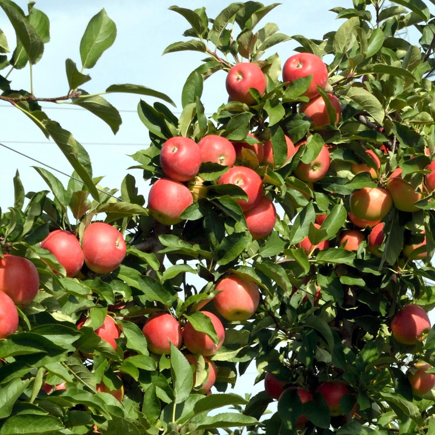 Manzano - 3 Pzs - Malus - Altura 60-70cm - ⌀9cm_3
