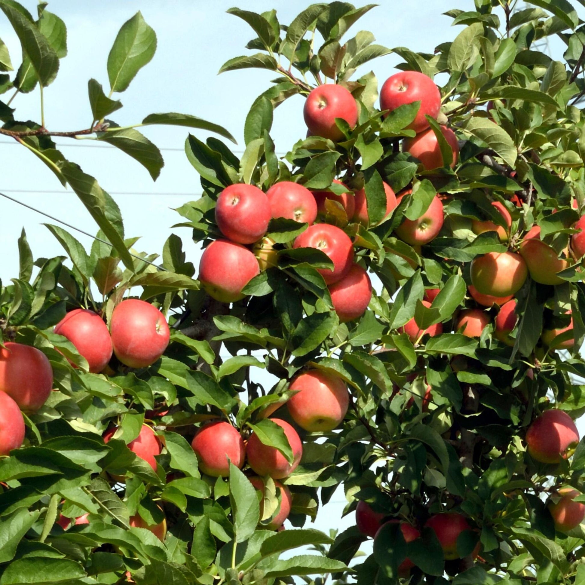 Manzano - 3 Pzs - Malus - Altura 60-70cm - ⌀9cm_3