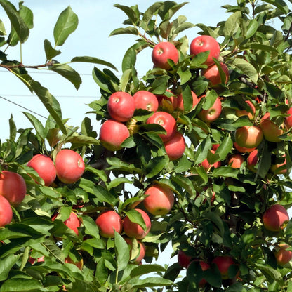 Manzano - 3 Pzs - Malus - Altura 60-70cm - ⌀9cm_3