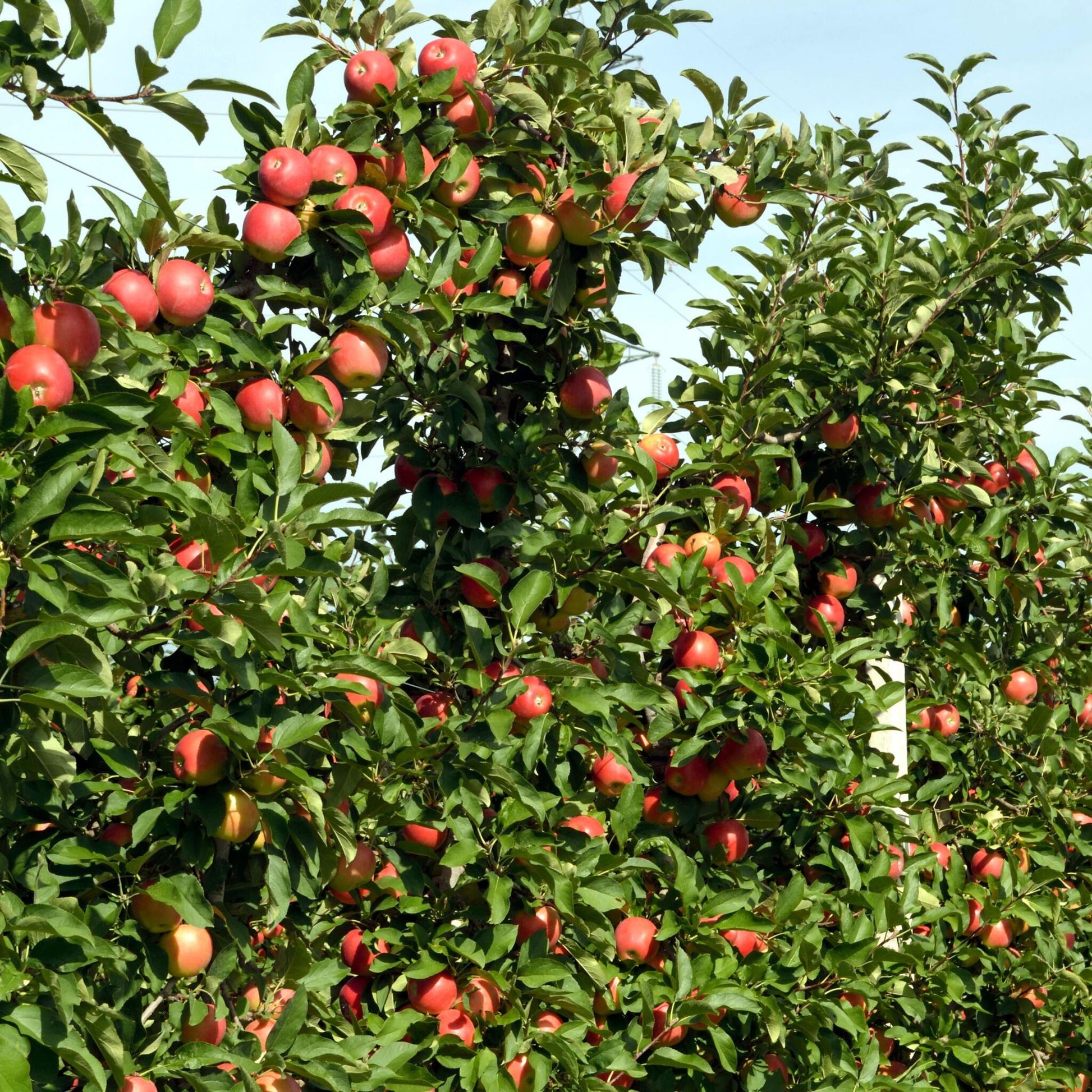 Manzano - 6 Pzs - Malus - Altura 60-70cm - ⌀9cm_1