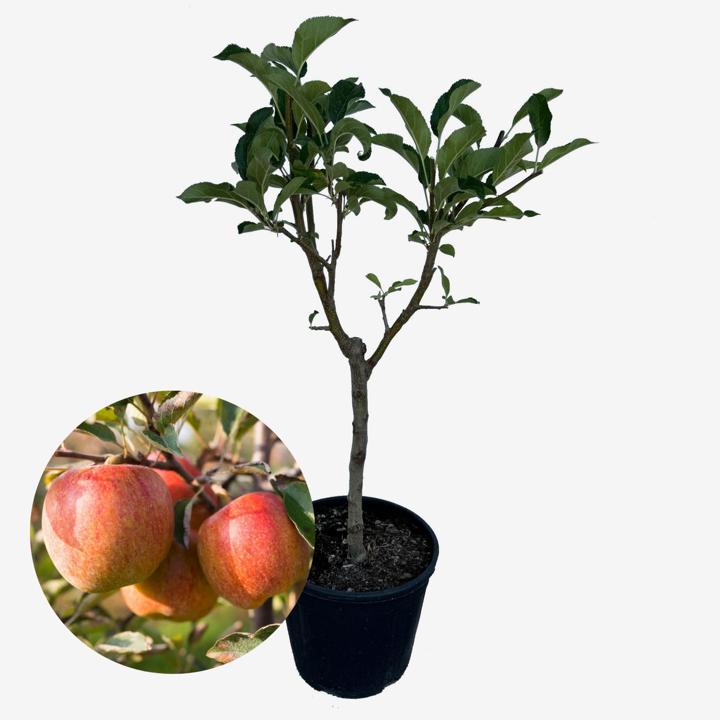 Manzano Enano - Altura Aprox. 1m. - Planta Natural - Ideal Para Cultivo En Maceta_0