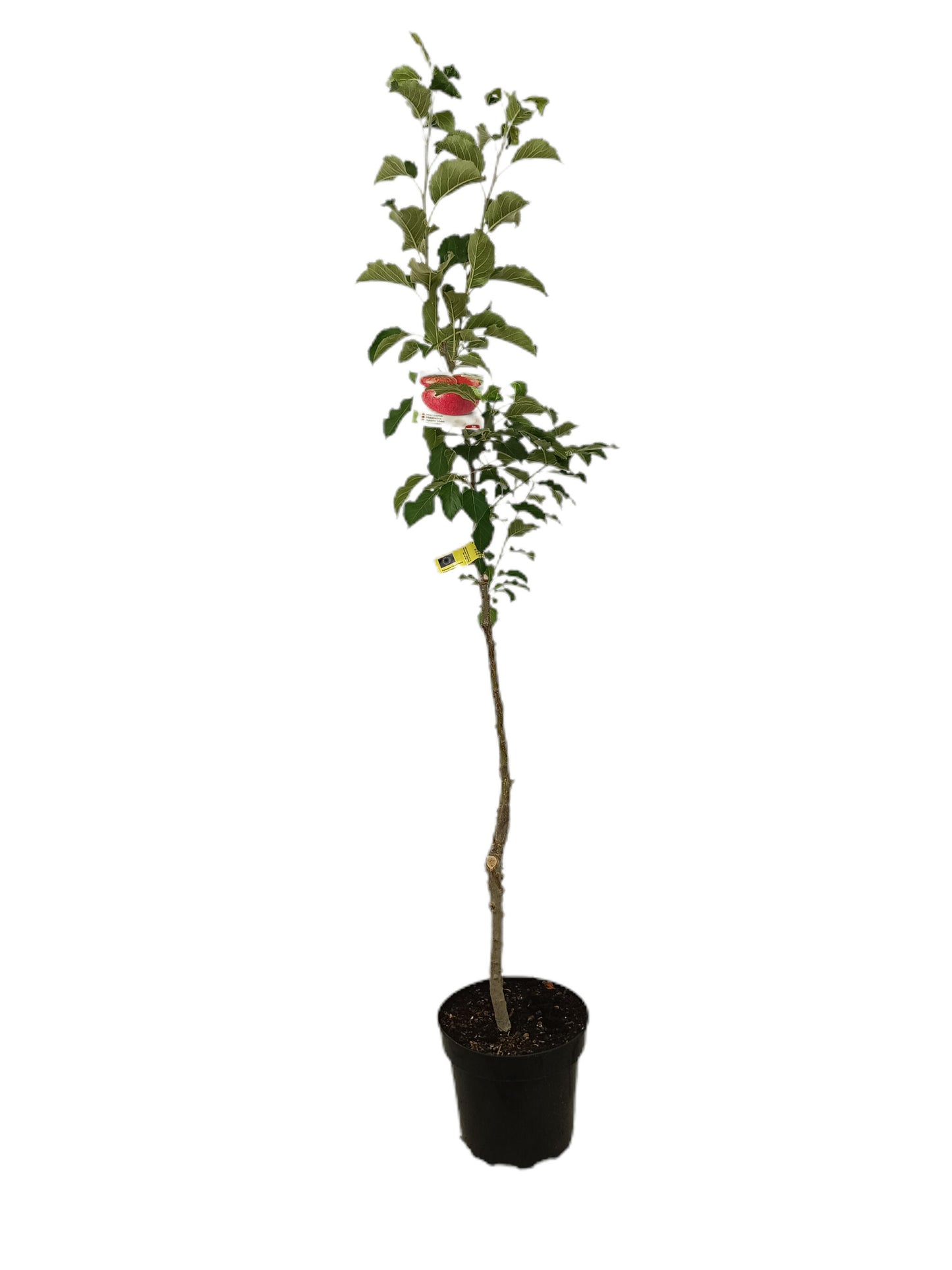 Manzano Rosa Tardia M25_1