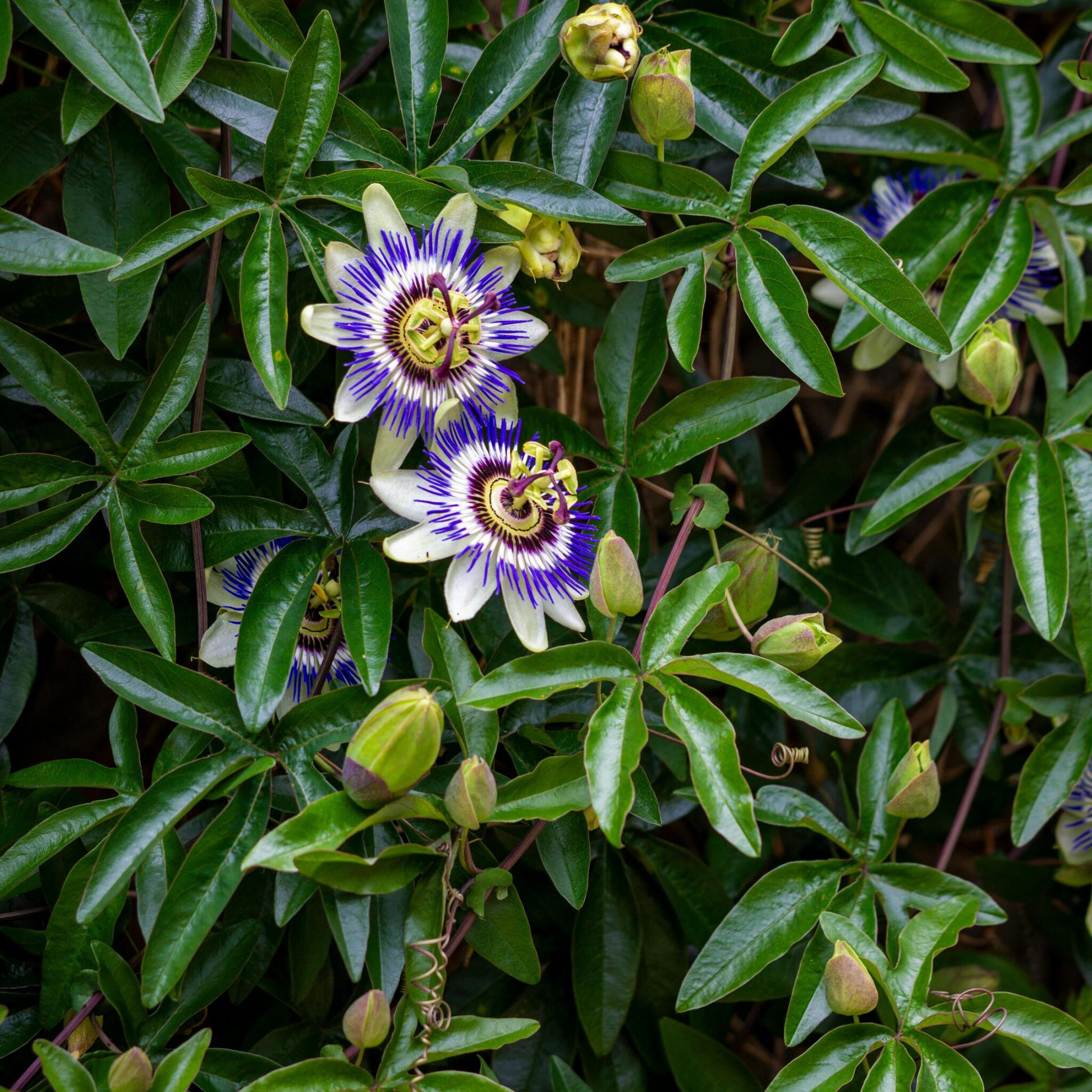 Maracuyá - 3 Pzs - Passiflora Edulis 'frederick' - Altura 25-40cm - ⌀9cm_1
