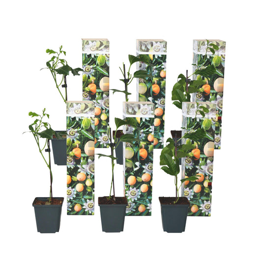Maracuyá - 6 Pzs - Passiflora Edulis 'frederick' - Altura 25-40cm - ⌀9cm_0