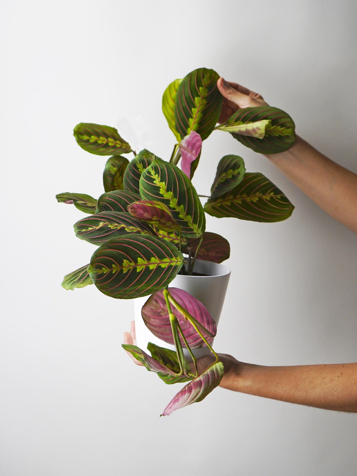 Maranta Fascinator | Altura 30cm - Diámetro 12cm_0