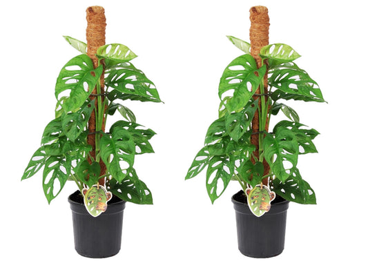 Máscara De Mono - 2 Pzs - Monstera Adansonii - Altura 60-70cm - ⌀16cm_0