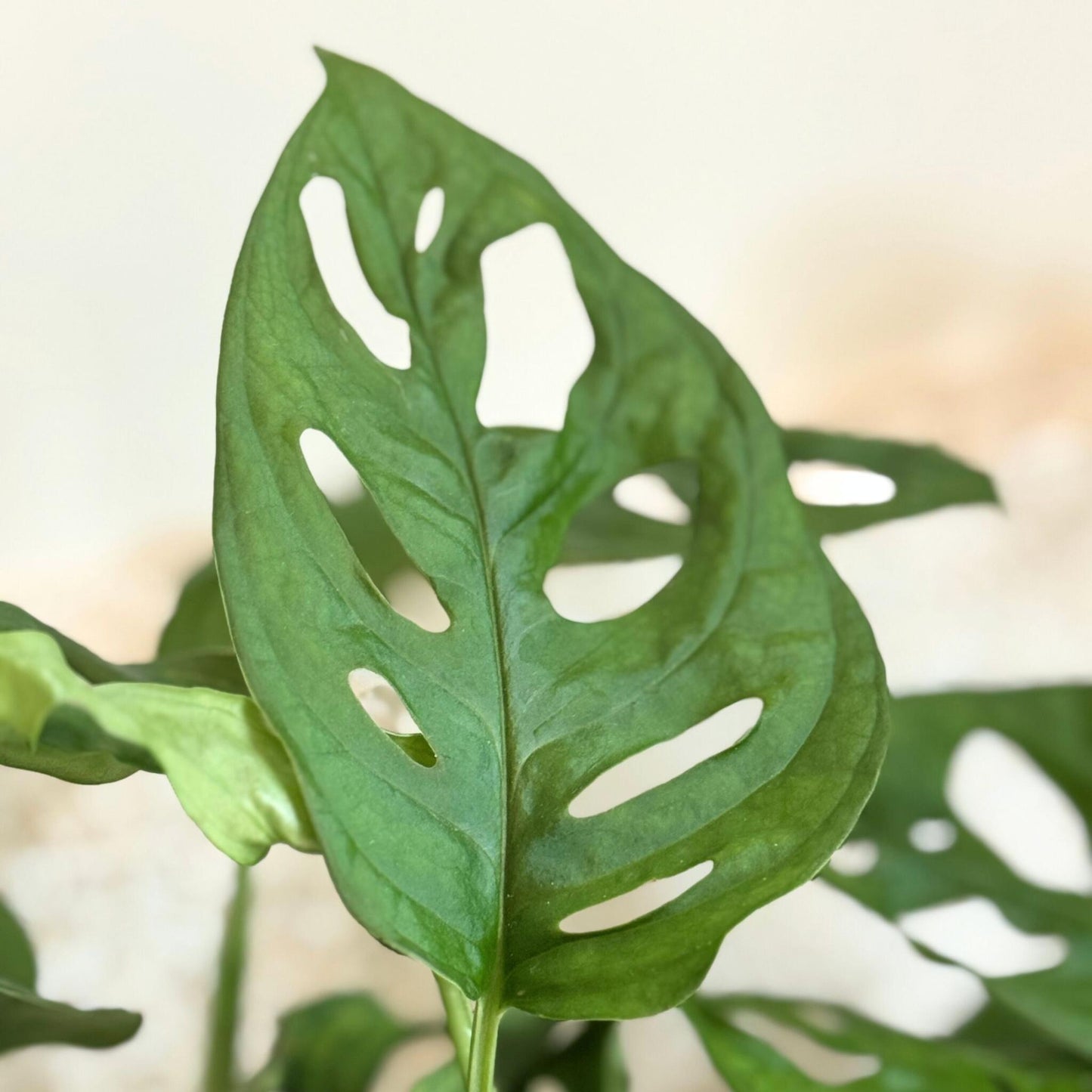 Máscara De Mono - 2 Pzs - Monstera Adansonii 'monkey Mask' - A25-30cm - ⌀12cm_3