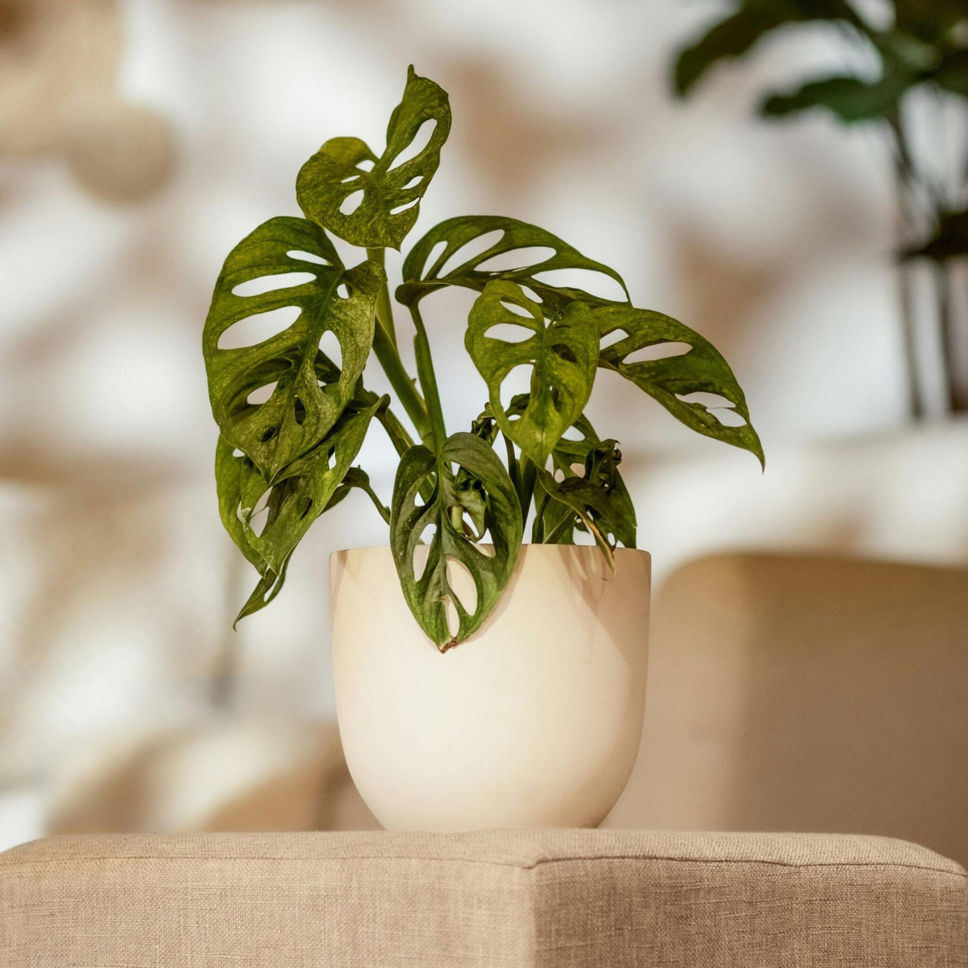 Máscara De Mono - Monstera Adansonii 'monkey Mask' - Altura 25-30cm - ⌀12cm_1