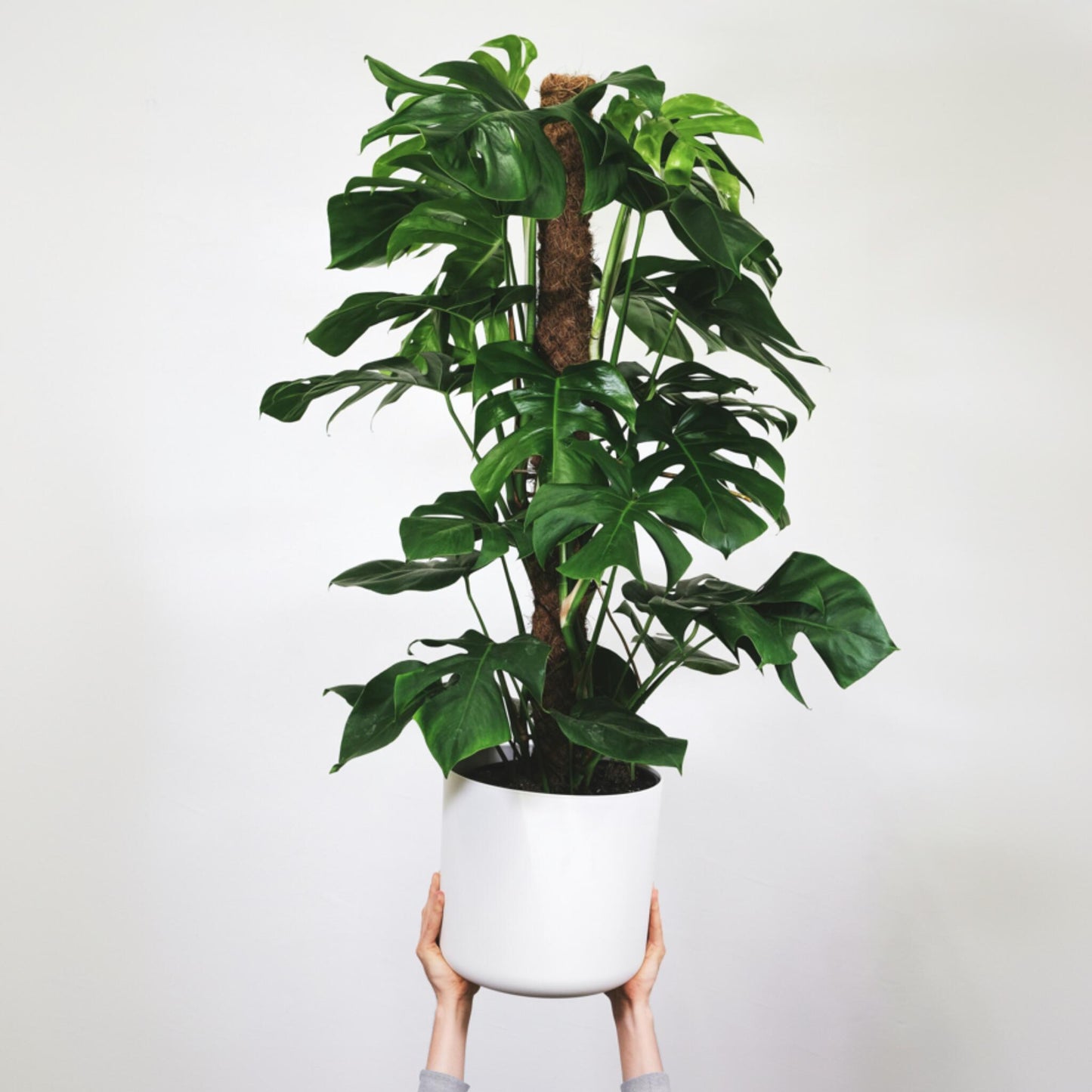 Máscara De Mono - Monstera Adansonii 'monkey Mask' - Altura 60-70cm - ⌀16cm_1