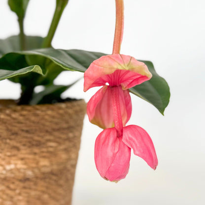 Medinilla De Flor Rosa - Medinilla Magnifica - Incluye Cesta - 40-50cm - ⌀17cm_3