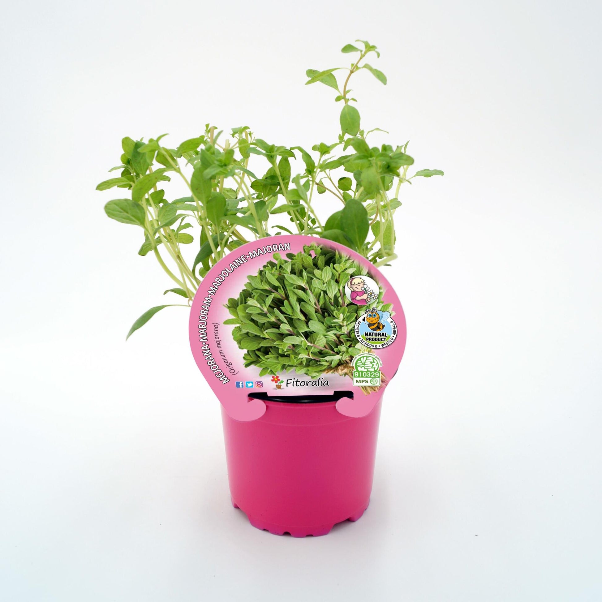 Mejorana En Maceta 10,5 Cm. Natural - Fitoralia_0