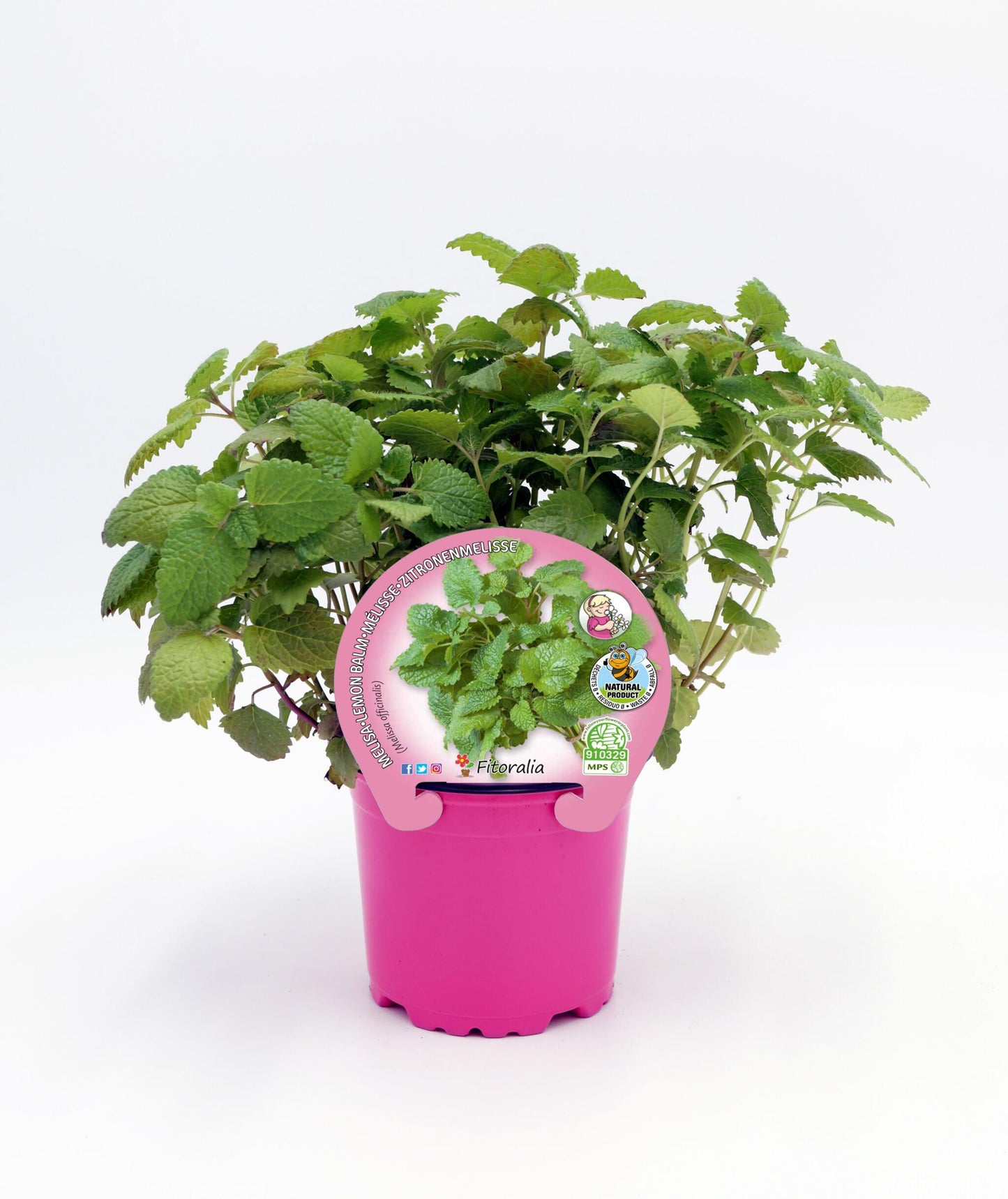 Melisa En Maceta  10,5 Cm. Natural - Fitoralia_0