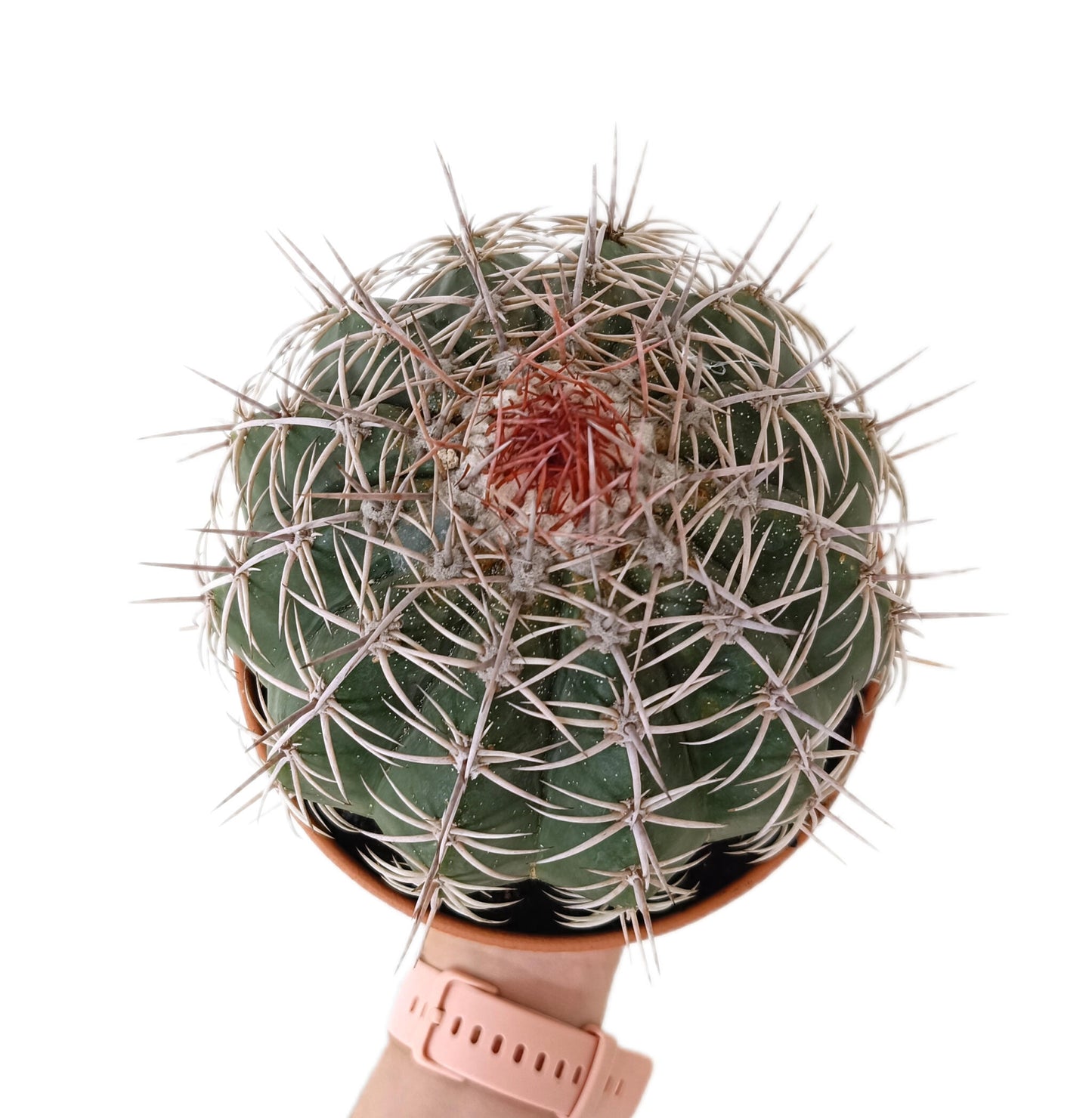 Melocactus Concinnus M17_1