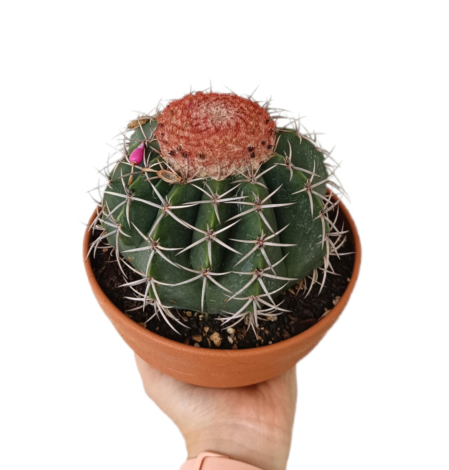Melocactus Neryi M17 15-18cm Diámetro_1