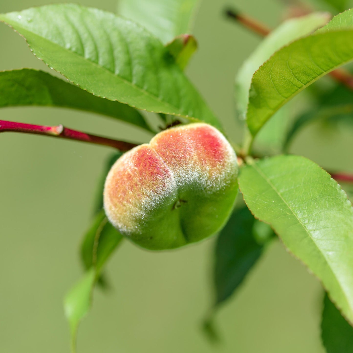 Melocotonero - 2 Pzs - Prunus Bonanza Saturne - Altura 60-70cm - ⌀15cm_4