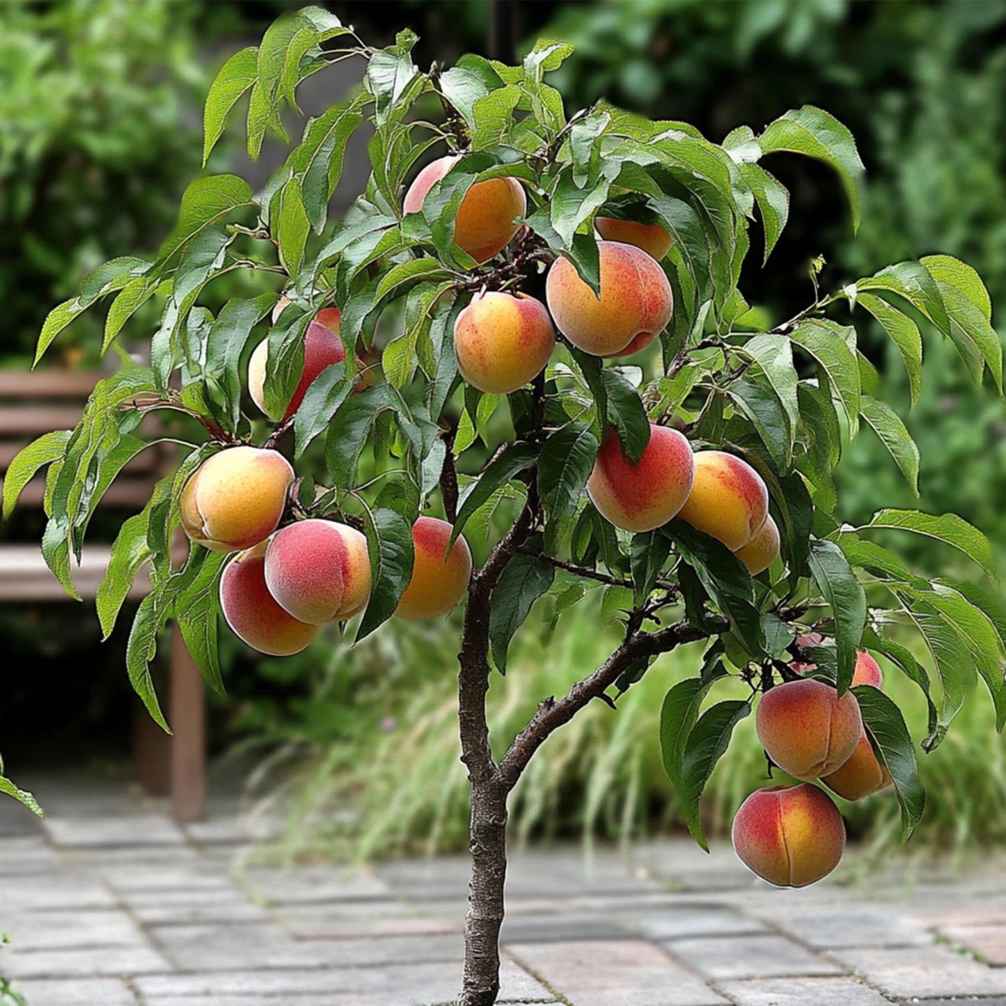 Melocotonero - 2 Pzs - Prunus 'bonanza' - Altura 60-70cm - ⌀15cm_4