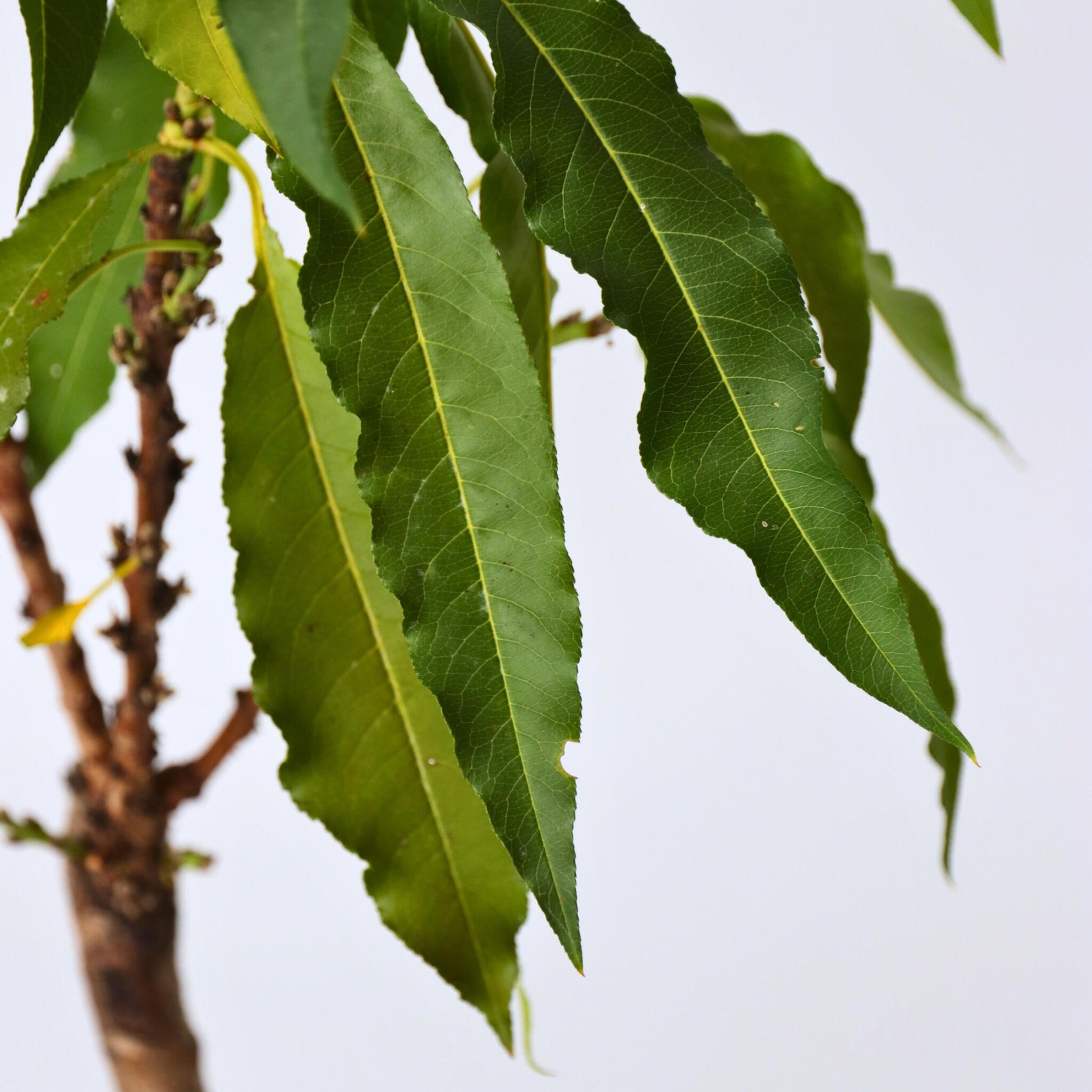 Melocotonero - Prunus 'bonanza' - Altura 60-70cm - ⌀15cm_3
