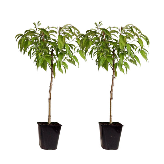Melocotonero Enano - 2 Pzs - Prunus Persica 'saturne' - Altura 60-70cm - ⌀15cm_0