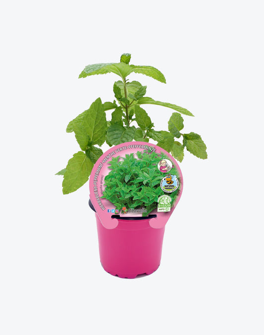 Menta Hierbabuena En Maceta 10,5 Cm. Natural - Fitoralia_0