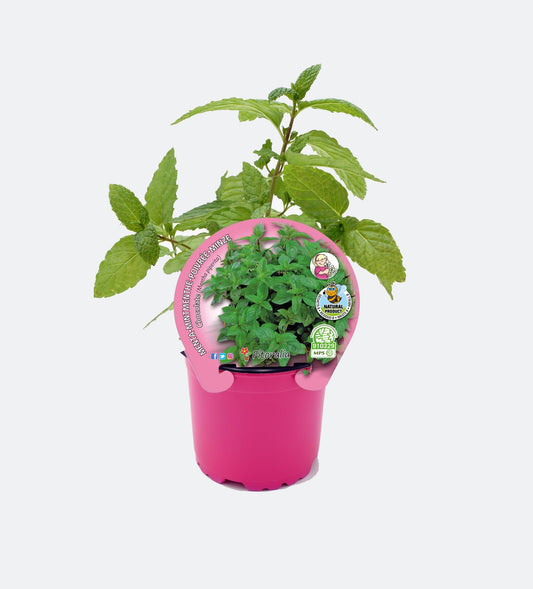 Menta Piperita En Maceta 10,5 Cm. Natural - Fitoralia_0