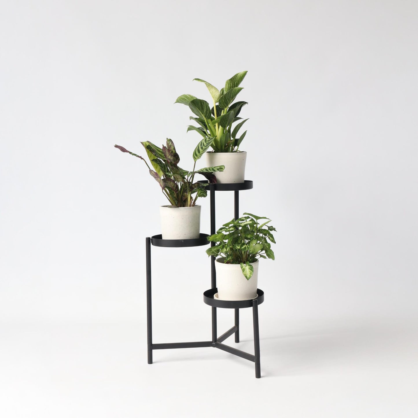 Mezcla Casera - 3 Pzs - Ctenanthe Philodendron Syngonium - A25-40cm - ⌀12cm_1