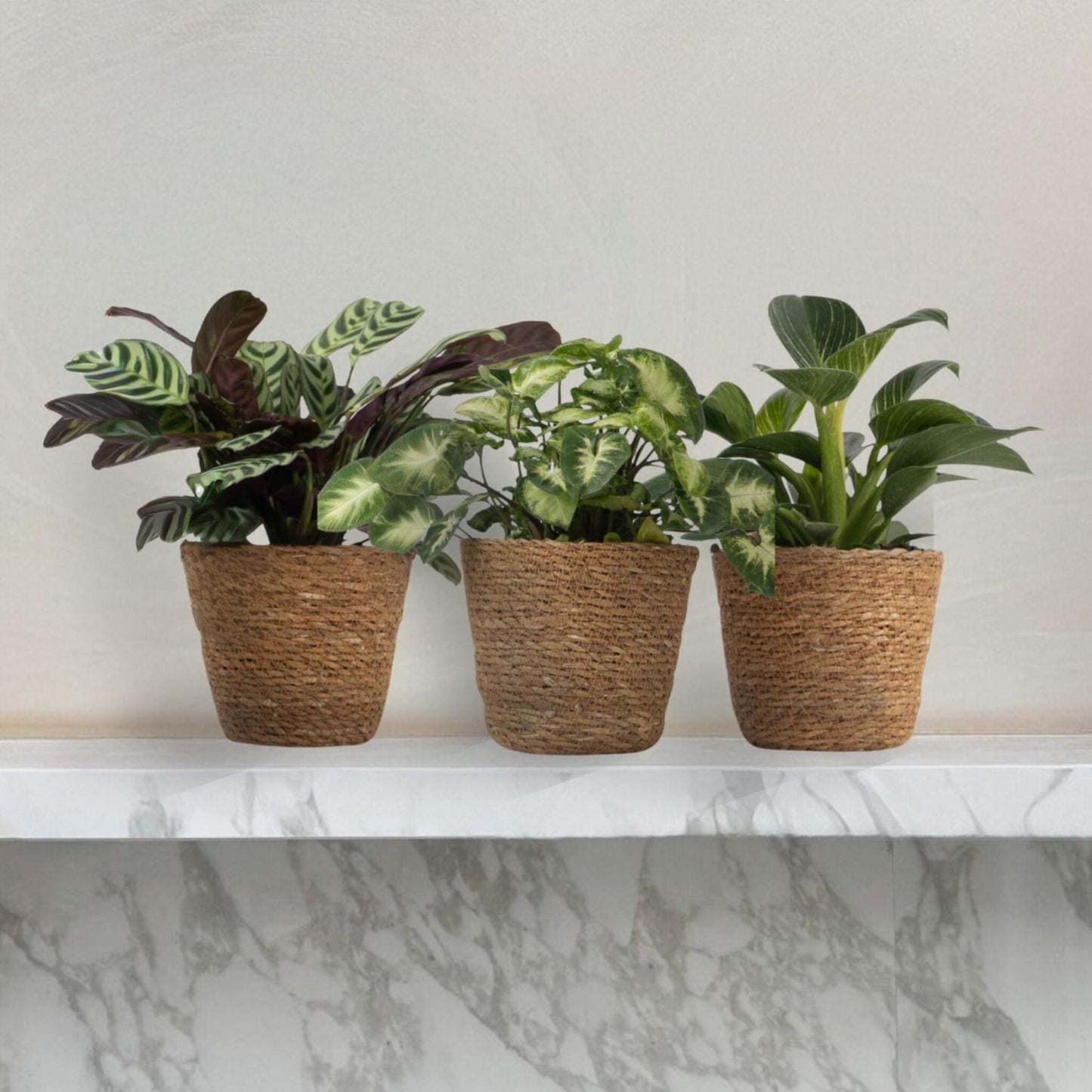 Mezcla Casera - 3 Pzs - Ctenanthe Philodendron Syngonium - A25-40cm - ⌀12cm_4