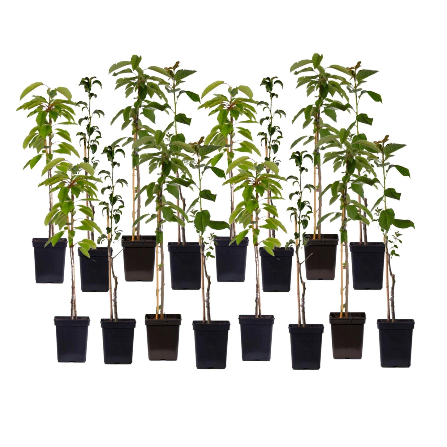 Mezcla De Árboles Frutales - 16 Pzs - Malus Pryus Prunus - A60-70cm - ⌀9cm_0