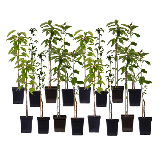 Mezcla De Árboles Frutales - 16 Pzs - Malus Pryus Prunus - A60-70cm - ⌀9cm_0