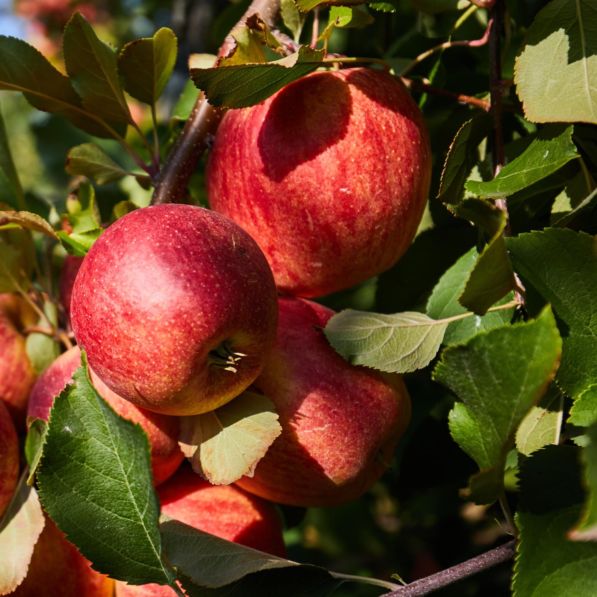 Mezcla De Árboles Frutales - 16 Pzs - Malus Pryus Prunus - A60-70cm - ⌀9cm_3