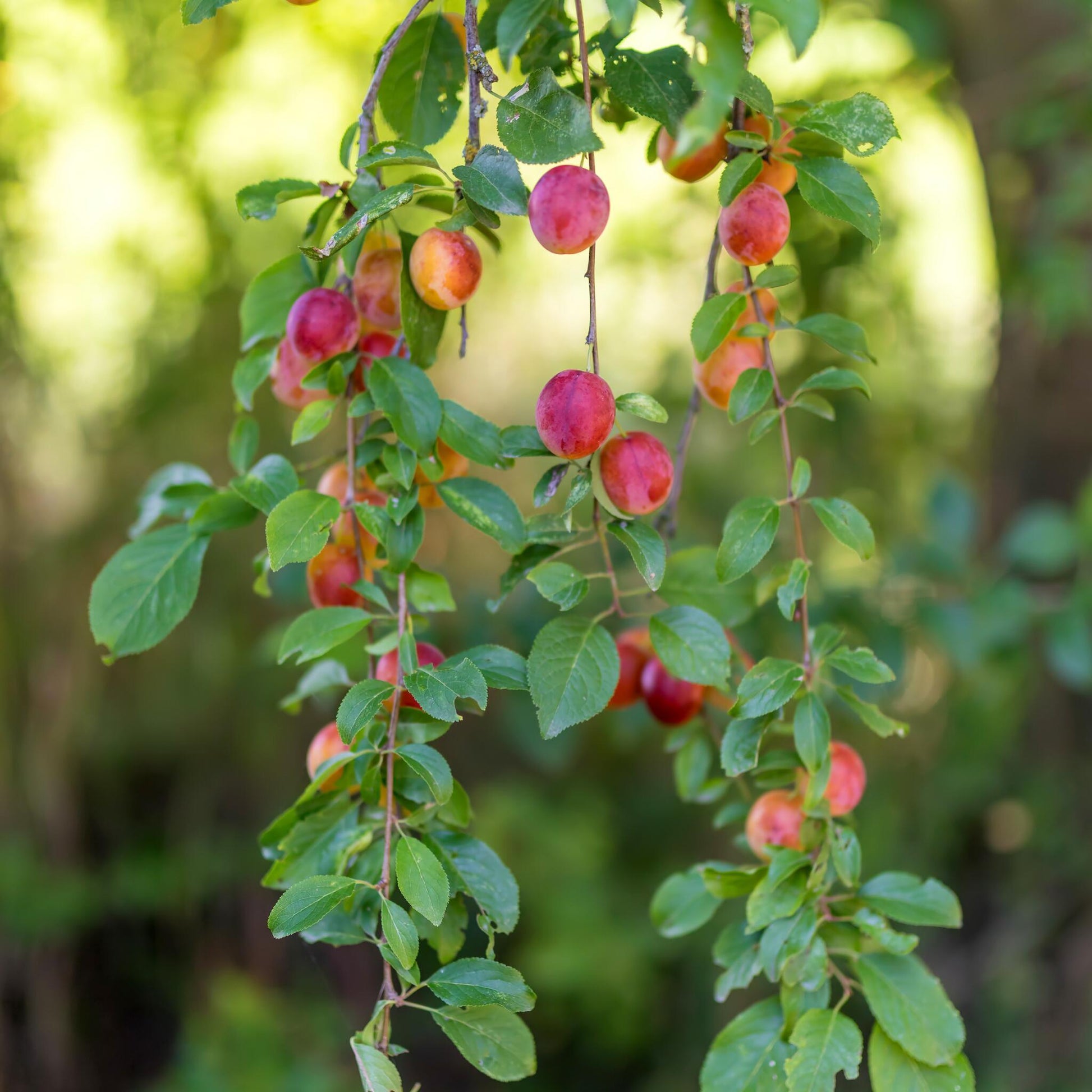 Mezcla De Árboles Frutales - 16 Pzs - Malus Pryus Prunus - A60-70cm - ⌀9cm_4